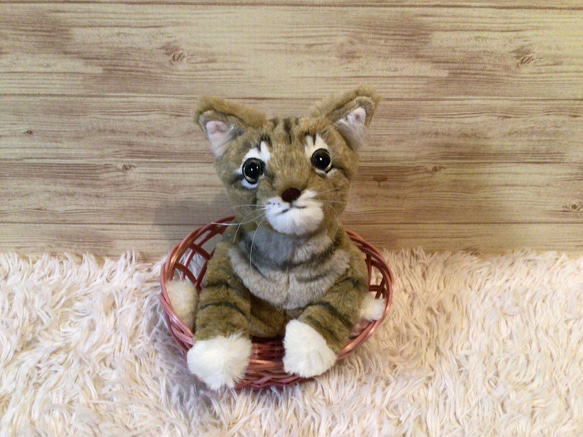 キジトラ子猫縫いぐるみ 18センチ 猫の日2024 ぬいぐるみ もんぺ