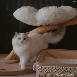 【雲にのる】無垢材キャットタワー北欧風 木製 天然木 ペット家具　猫ベッド（翌日発送可能） 2枚目の画像