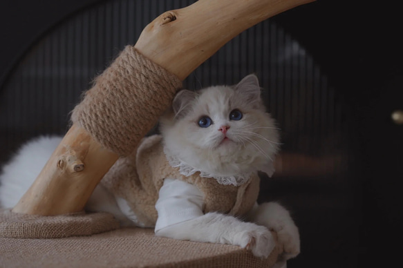 【雲にのる】無垢材キャットタワー北欧風 木製 天然木 ペット家具　猫ベッド（翌日発送可能） 