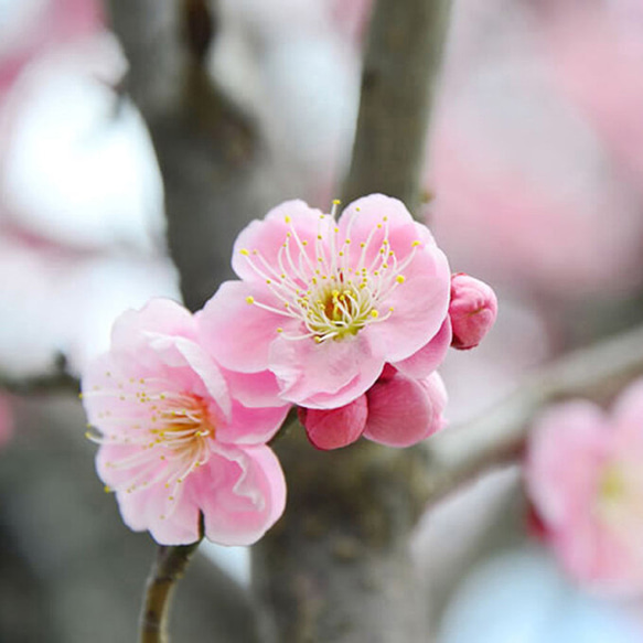 【再販】リアル花ノ香　梅の花15ml　和香水　リアル花ノ香　2月の花香水　アロマ香水　天 2枚目の画像