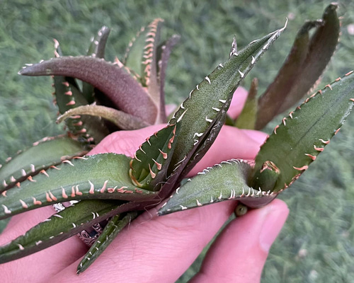 Agave titanota 'Red Catweezle' を子株から育ててみる – ゆるぷ