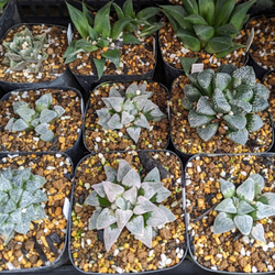 多肉植物(韓国苗) エケベリア 氷砂糖水晶 アイスシュガー