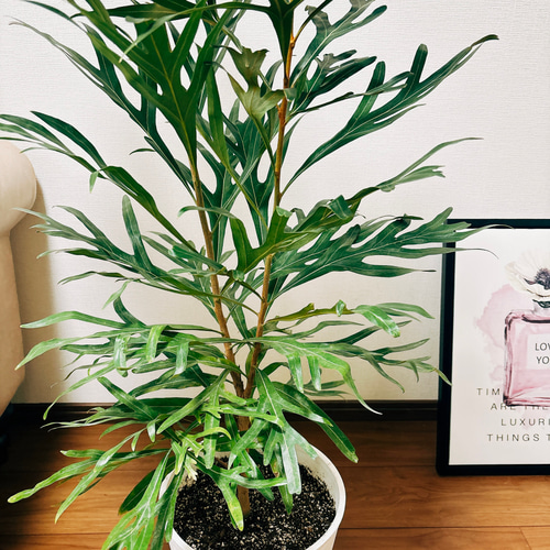 グレビレア　バイレヤナゴールド/ 501 楽天市場】グレビレア 【バイレヤナ】 4号ポット苗 : 苗木部