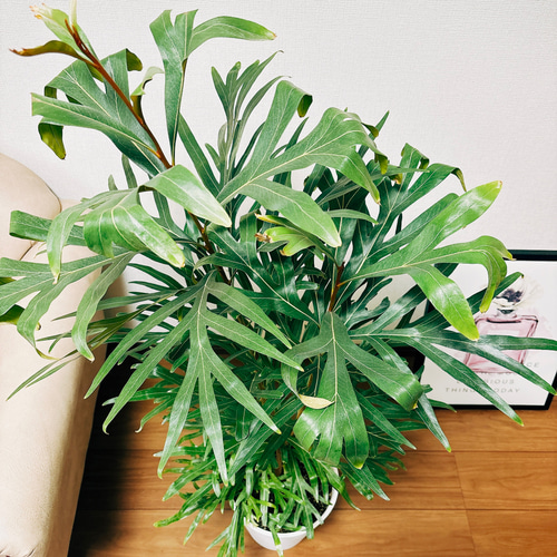 現品］【希少】グレビレア バイレヤナ ゴールド 8号 観葉植物