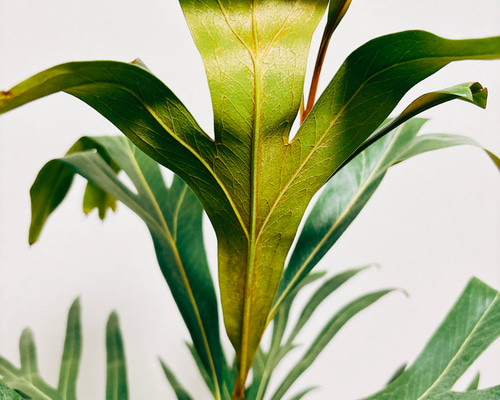 現品］【希少】グレビレア バイレヤナ ゴールド 8号 観葉植物 屋外