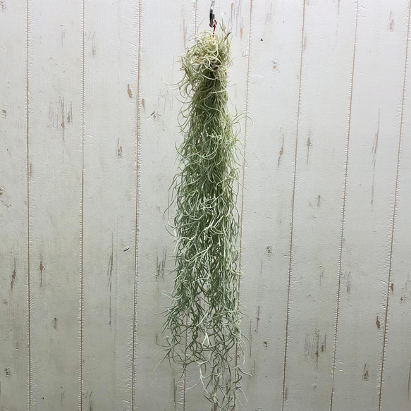 希少  エアプランツ チランジア　ウスネオイデス 太葉　Tillandsia usneoides スパニッシュモス 6枚目の画像