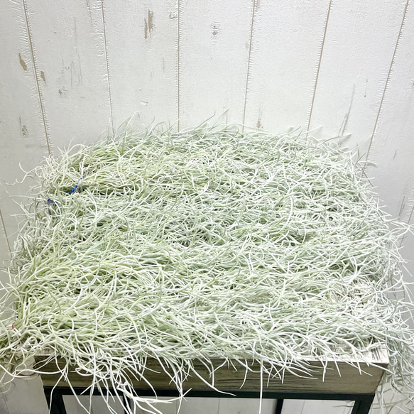 希少  エアプランツ チランジア　ウスネオイデス 太葉　Tillandsia usneoides スパニッシュモス 14枚目の画像