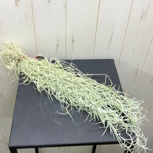 希少  エアプランツ チランジア　ウスネオイデス 太葉　Tillandsia usneoides スパニッシュモス 1枚目の画像