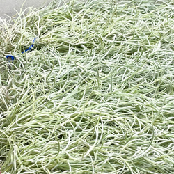 希少  エアプランツ チランジア　ウスネオイデス 太葉　Tillandsia usneoides スパニッシュモス 11枚目の画像