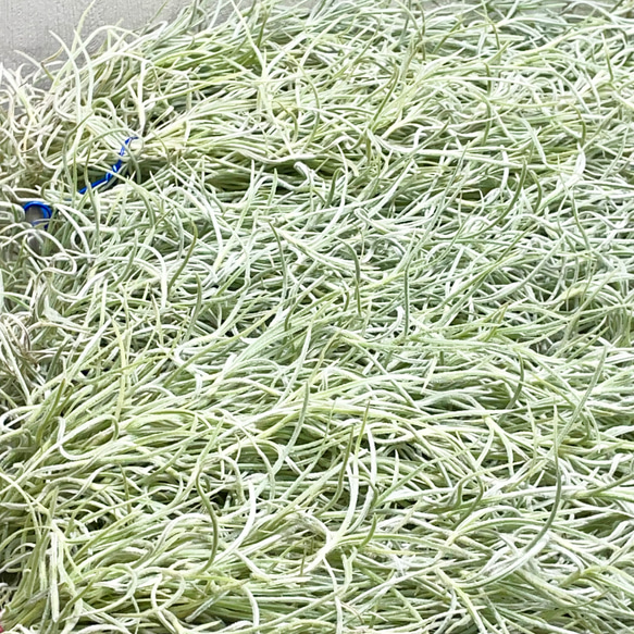 希少  エアプランツ チランジア　ウスネオイデス 太葉　Tillandsia usneoides スパニッシュモス 11枚目の画像