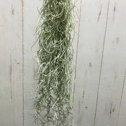 希少  エアプランツ チランジア　ウスネオイデス 太葉　Tillandsia usneoides スパニッシュモス 7枚目の画像