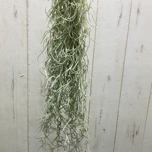 希少  エアプランツ チランジア　ウスネオイデス 太葉　Tillandsia usneoides スパニッシュモス 7枚目の画像