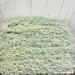 希少  エアプランツ チランジア　ウスネオイデス 太葉　Tillandsia usneoides スパニッシュモス 12枚目の画像