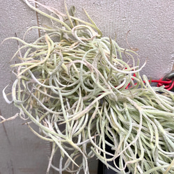 希少  エアプランツ チランジア　ウスネオイデス 太葉　Tillandsia usneoides スパニッシュモス 5枚目の画像