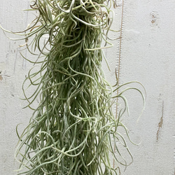 希少  エアプランツ チランジア　ウスネオイデス 太葉　Tillandsia usneoides スパニッシュモス 8枚目の画像