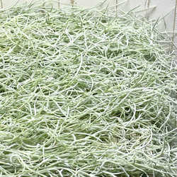 希少  エアプランツ チランジア　ウスネオイデス 太葉　Tillandsia usneoides スパニッシュモス 13枚目の画像