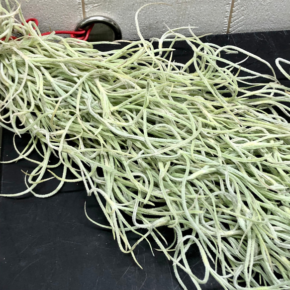 希少  エアプランツ チランジア　ウスネオイデス 太葉　Tillandsia usneoides スパニッシュモス 2枚目の画像