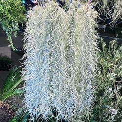 希少  エアプランツ チランジア　ウスネオイデス 太葉　Tillandsia usneoides スパニッシュモス 10枚目の画像