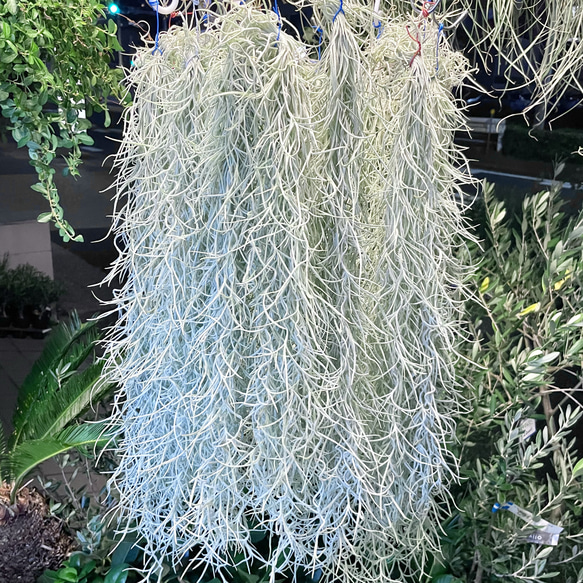 希少  エアプランツ チランジア　ウスネオイデス 太葉　Tillandsia usneoides スパニッシュモス 10枚目の画像