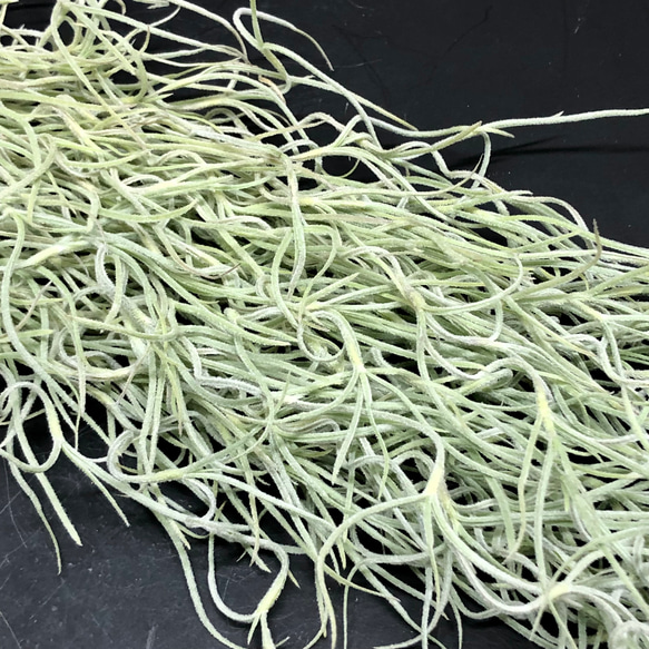 希少  エアプランツ チランジア　ウスネオイデス 太葉　Tillandsia usneoides スパニッシュモス 3枚目の画像