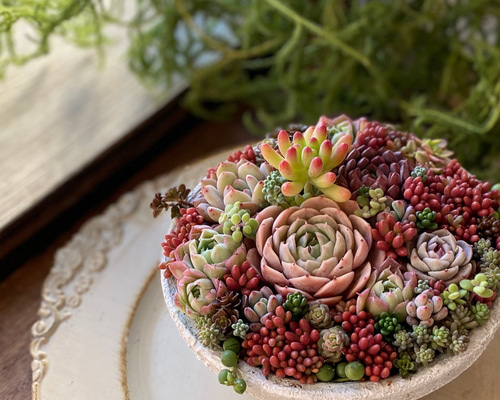 バレンタインの寄せ植え』white and red collage 寄せ植えセット