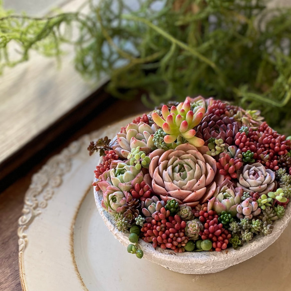 バレンタインの寄せ植え』white and red collage 寄せ植えセット