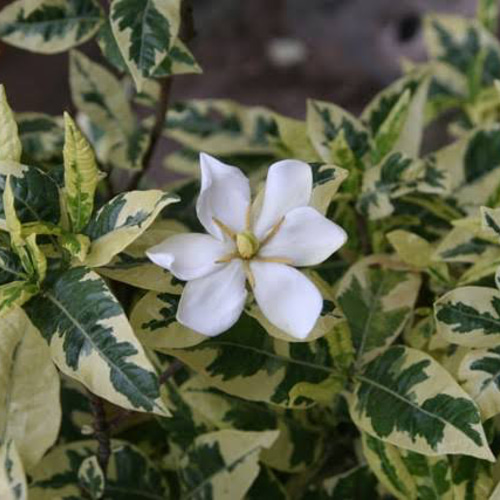 斑入りクチナシ 挿し穂 20cm 2本 その他素材 mofrin 通販 17226837