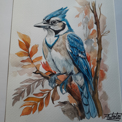 水彩画　美しい青い鳥　BlueJay 2枚目の画像