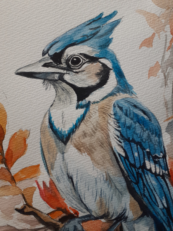 水彩画　美しい青い鳥　BlueJay 4枚目の画像