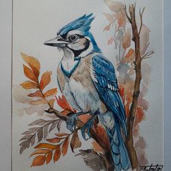 水彩画　美しい青い鳥　BlueJay 1枚目の画像