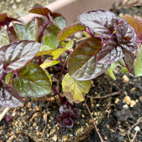 ミント ベリーズ&クリーム 15cmカット 2本 その他素材 mofrin 通販  