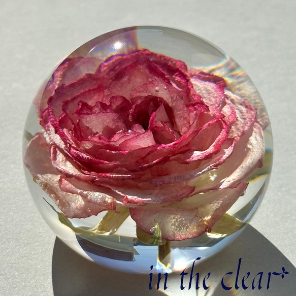 植物標本　薔薇　ピンクの縁取り　５センチ球体 1枚目の画像