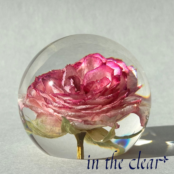 植物標本　薔薇　ピンクの縁取り　５センチ球体 5枚目の画像