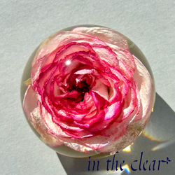 植物標本　薔薇　ピンクの縁取り　５センチ球体 3枚目の画像
