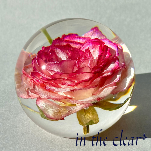 植物標本　薔薇　ピンクの縁取り　５センチ球体 2枚目の画像