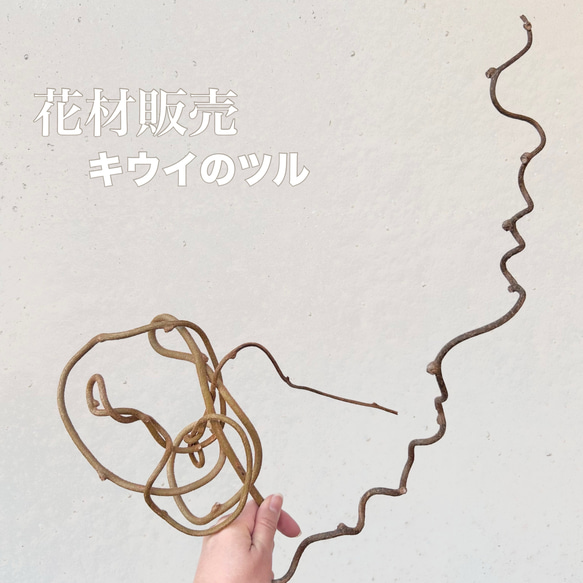 ハンドメイド素材】キウイの蔓 その他素材 Caprice -dry flower- 通販