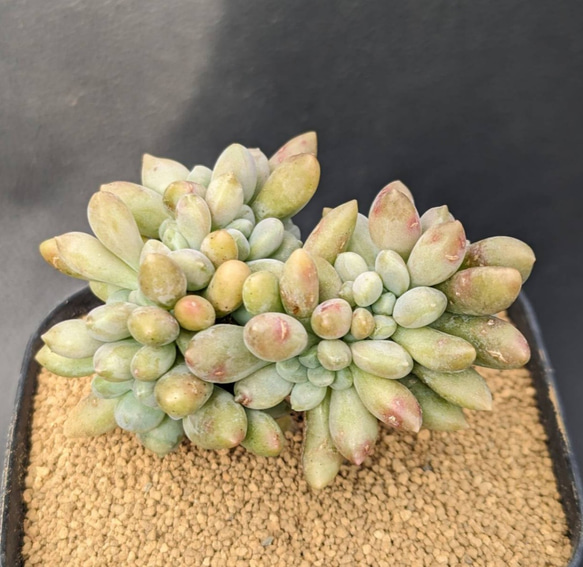 多肉植物 エクスパトリカ 抜き苗