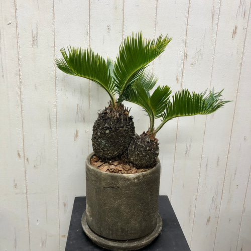 ソテツ 3号ポットつき 14株❗ ソテツ 3.5号鉢つき 3株セット