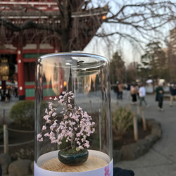 枝垂れ桜 2枚目の画像