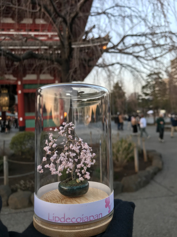 枝垂れ桜 2枚目の画像