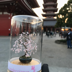 枝垂れ桜 1枚目の画像