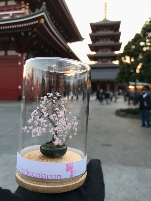 枝垂れ桜 1枚目の画像