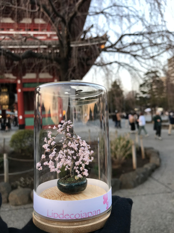 枝垂れ桜 3枚目の画像