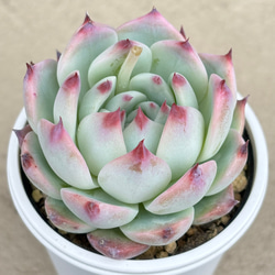 多肉植物 ミニ桃太郎♡ 抜き苗！ 1号プラ鉢付き！ 多肉植物 ミニ