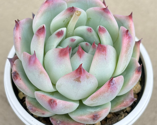 多肉植物 ミニ桃太郎♡ 抜き苗！ １号プラ鉢付き！ 多肉植物 ミニ桃太郎♡ 抜き苗！ 1号プラ鉢付き！ 多肉植物 ミニ桃太郎