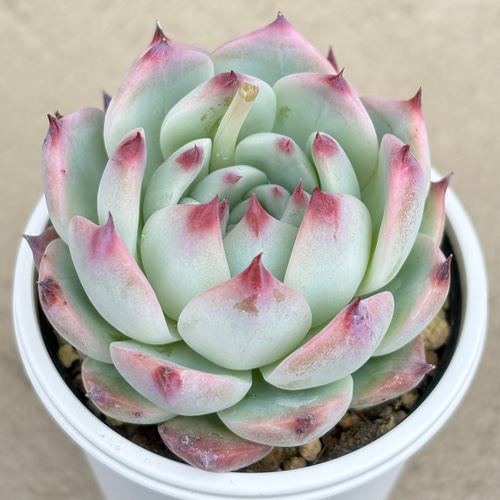 SALE❣️多肉植物 グリーノビア ピンクエルイエロ 抜き苗 1株 多肉植物 