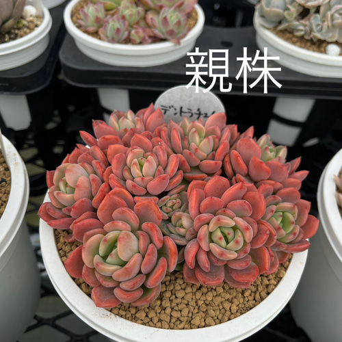デントラチェム 多肉植物 多肉植物 kanomarihome 通販 17229409 デントラチェム 多肉植物 多肉植物 kanomarihome 通販 17229409
