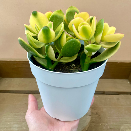 斑入り金のなる木　抜き苗 斑入り金のなる木 抜き苗