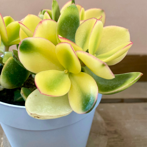 金のなる木 斑入り花月 黄金花月 多肉植物 plant life 通販 17229733