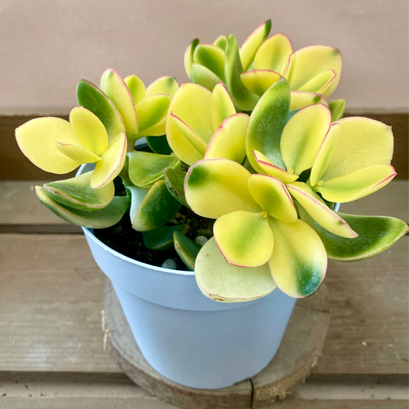 金のなる木 斑入り花月 黄金花月 多肉植物 plant life 通販 17229733